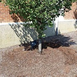 TreeDiaper Singles -Garden Tools vp tdxx 5