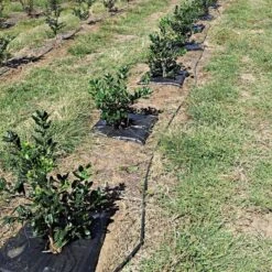 TreeDiaper Singles -Garden Tools vp tdxx 6